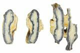 Mammoth Molar Slices In Case - South Carolina #144356-1